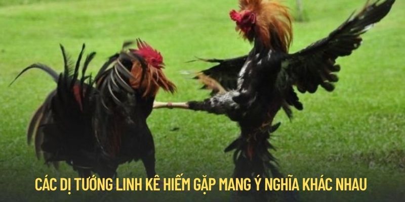 Tổng hợp dị tướng linh kê hiếm gặp và ý nghĩa đặc biệt