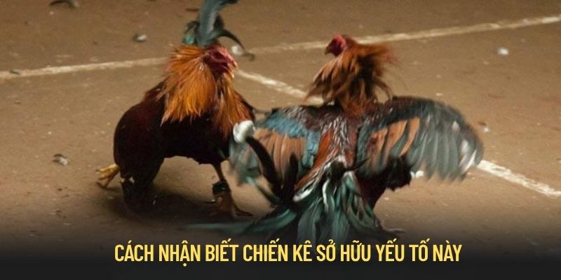 Cách nhận biết dị tướng linh kê hiếm gặp cho người mới
